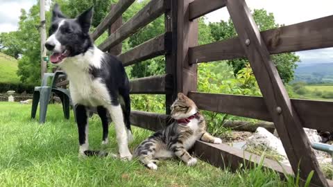 Dog Slaps Cat For No Reason