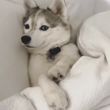 Baby and puppy besties love playing outside together #136987