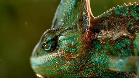 The Incredible History of the Chameleon Natures Shape Shifting Master