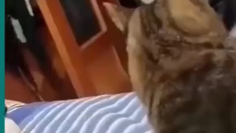 funny dog cat videos