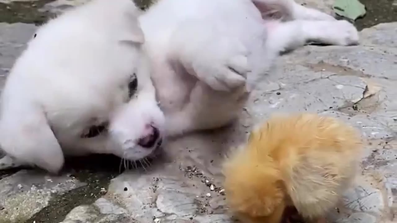 Cute pets making fun of each other.....