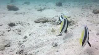 Bizar Female Fishes Gets Releaved In Bottom Of ocean