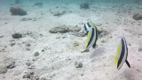 Bizar Female Fishes Gets Releaved In Bottom Of ocean