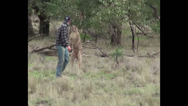 Canguro ataca a un perro y un hombre sale a su rescate