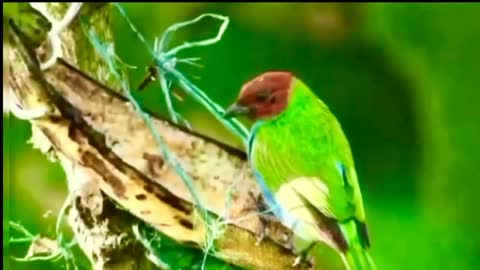 Sounds of birds3