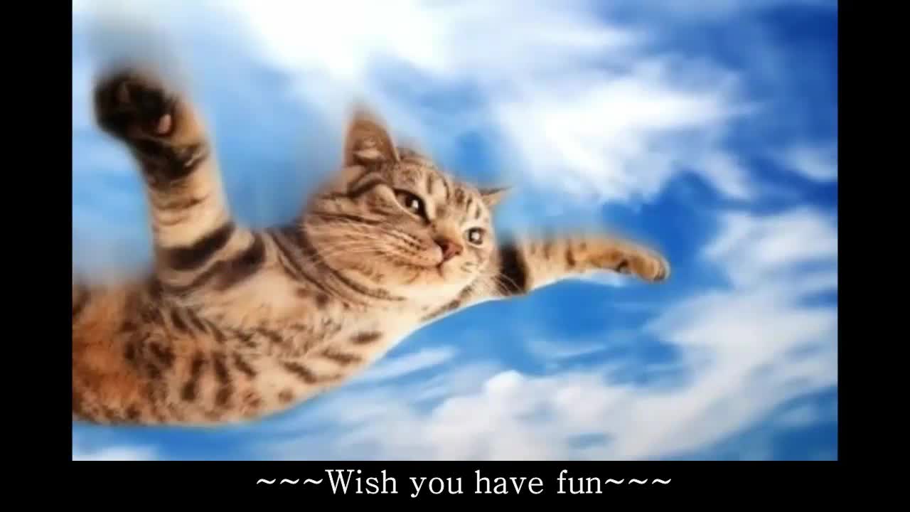 Very funny Naughty cats compilation 2021