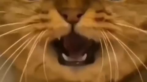 Funny cat video