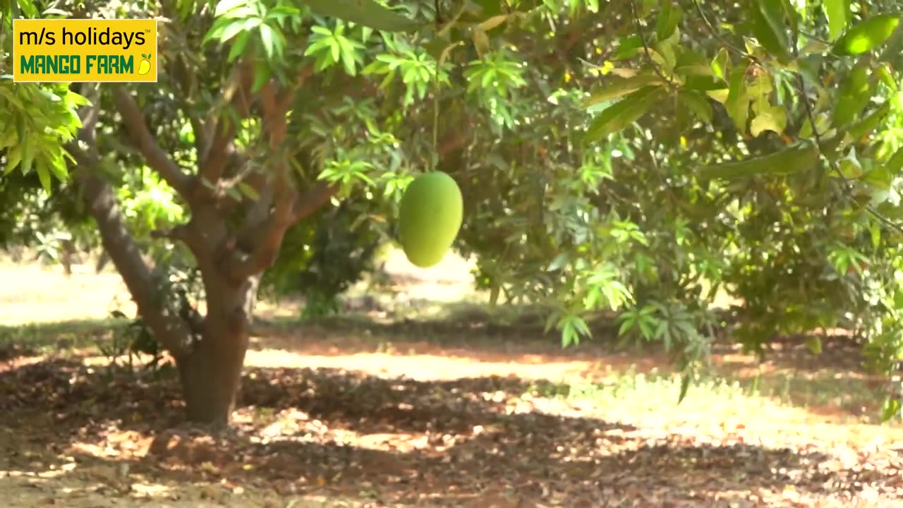 A Day in Our Customer's in Mango Farmland