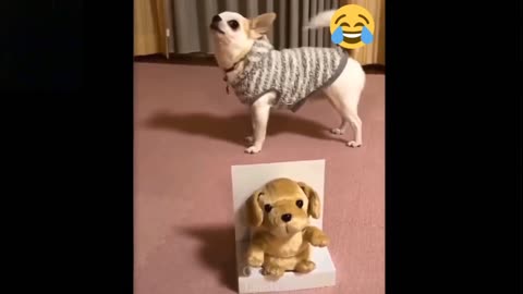 Watch Funniest 🐶Dog,cat -Awesome Funny Pet Animals video