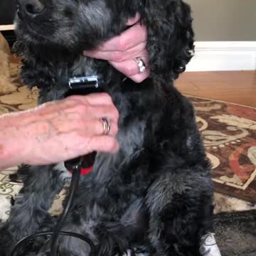 Cocker spaniel dog having haircut.