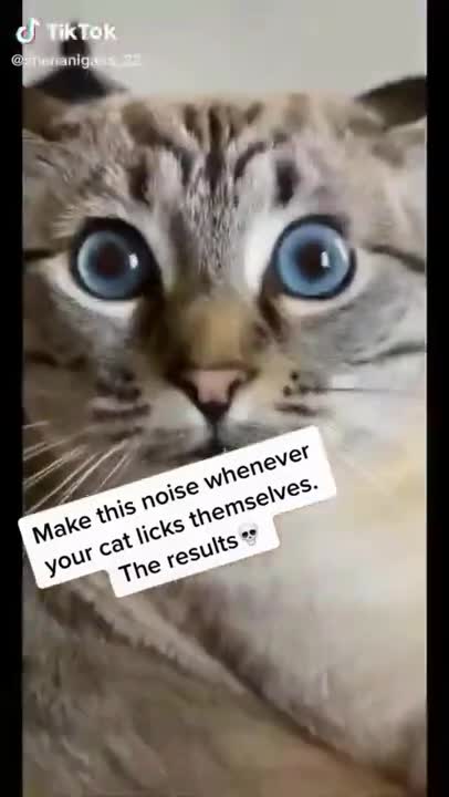 6.cat strange noise 😅 #shorts