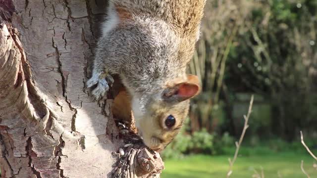 Amazing squirrel ❤