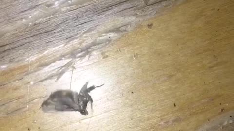 Moth trying to fly spins around in circles like breakdancing