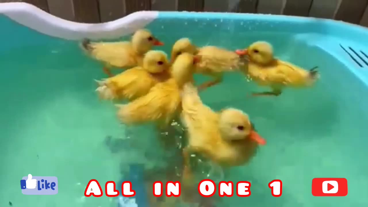 I love 💕 to play with ducklings 🦆 🦆, Kids sweet compilation ducklings latest compilation 1