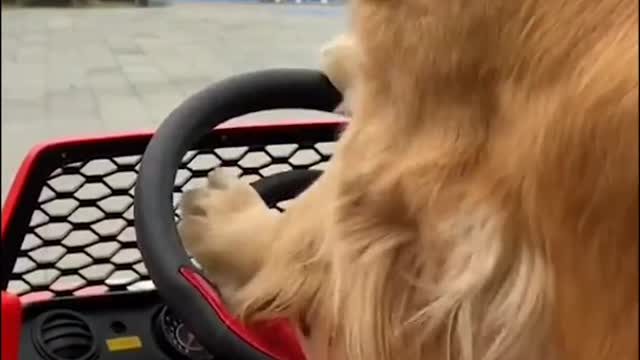 intelligent dog