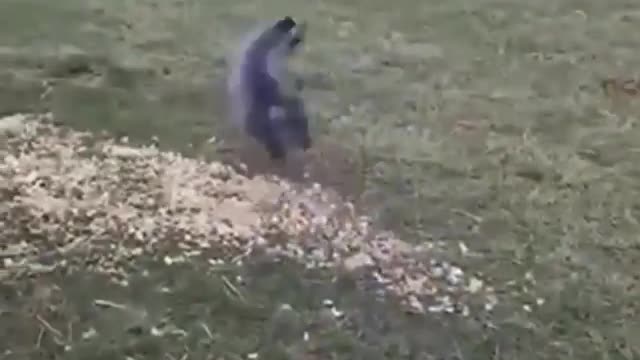 Goats 🐐 rush funny videos . Funny animals videos.