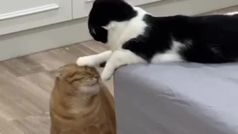 When the paw is stronger than the meow