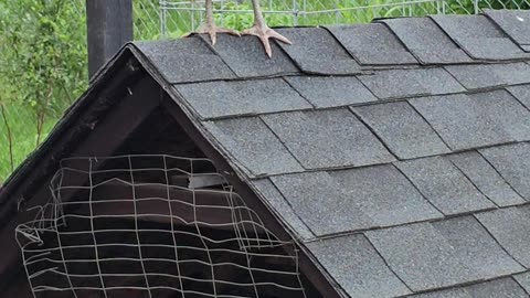 OMC! Little miss on the rooftop, LISTEN CLOSELY and hear a nest of baby Starlings #shorts #starlings