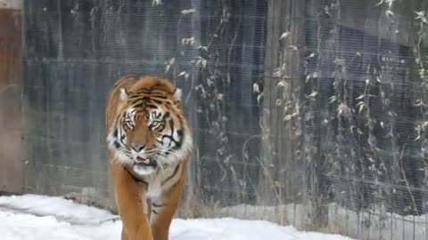 The Tiger Walk