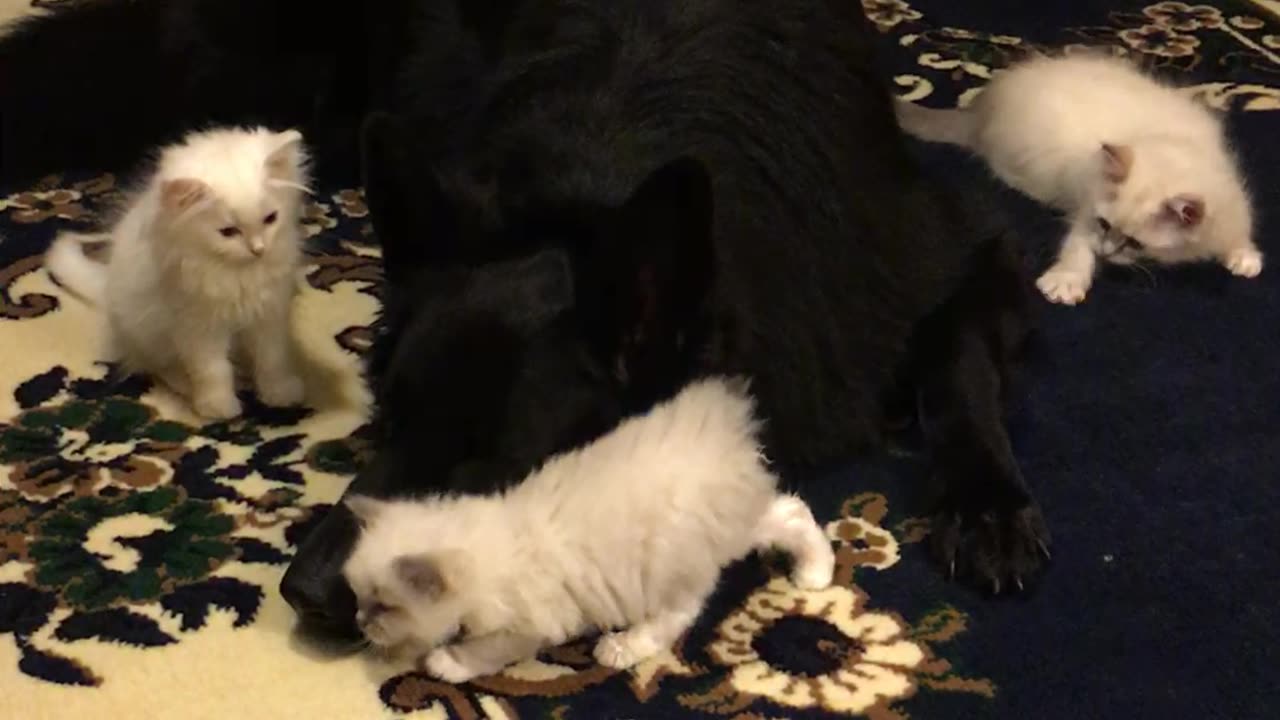 German Shepherd with her Ragdoll Kitten