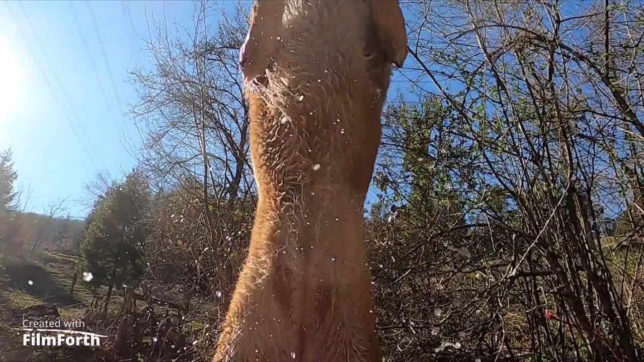 Smart dog jumping 😍❤😍💕💕💕💕💕💕💕