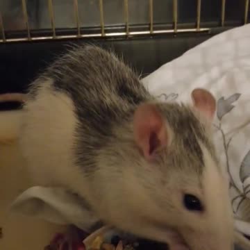 Rat Shelter Takes In Freezing Abandoned Rodents