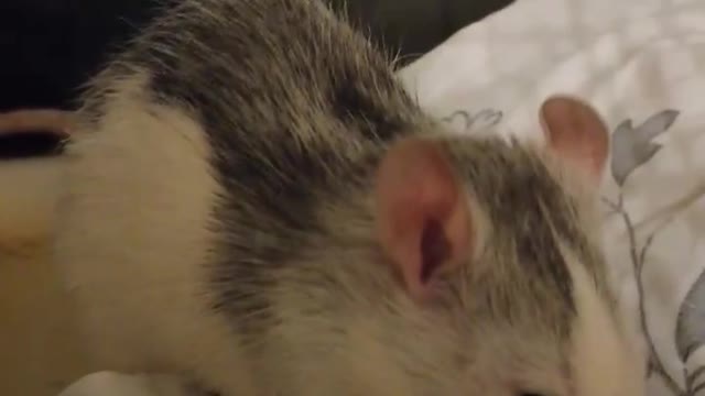 Rat Shelter Takes In Freezing Abandoned Rodents