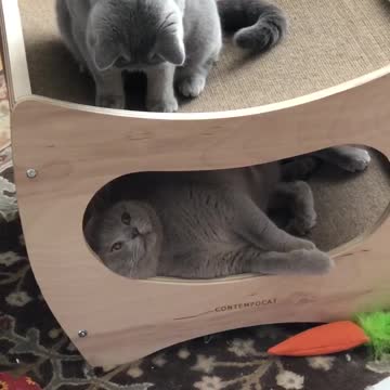 Looks Like This Cat Isn't Getting A Nap This Afternoon