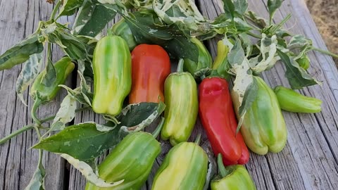 Candy Cane Peppers - Gorgeous and Tasty!