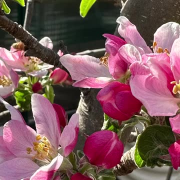 🌸Spring has sprung in all its glory!🌸⁣⁣