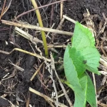 Strawberry runner in our garden