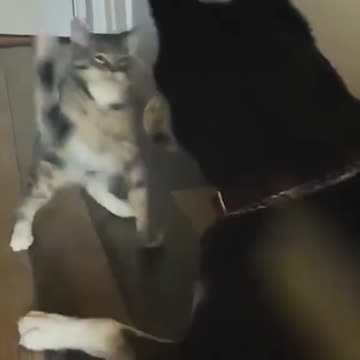 Dog and Cats fighting 😱😱🐈‍⬛🐕
