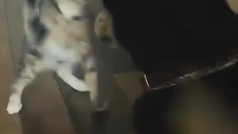 Dog and Cats fighting 😱😱🐈‍⬛🐕