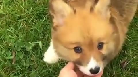 Cute animals