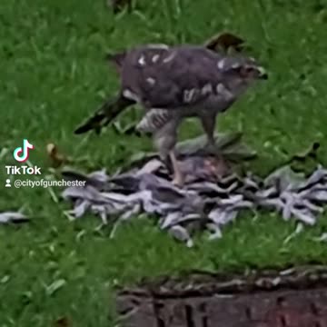 The Order Of Life... What Bird Is This?ird