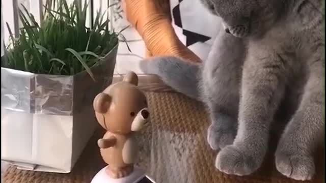 Funny cat viral vadio