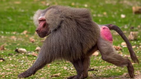 STRANGEST Monkeys In The World