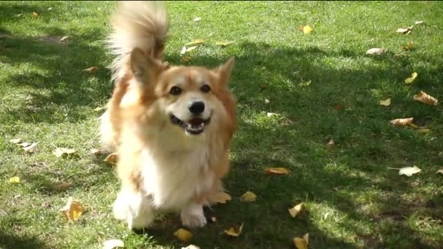 Dog training in the garden. Dog playing with kids in the garden.