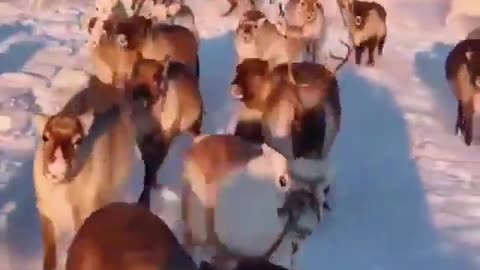 Reindeer in Norway