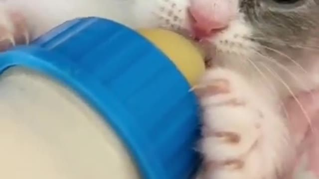 My Cute 😸🐾Baby Kitten Cat is Feeding The Milk _ Baby Cute Cats Videos