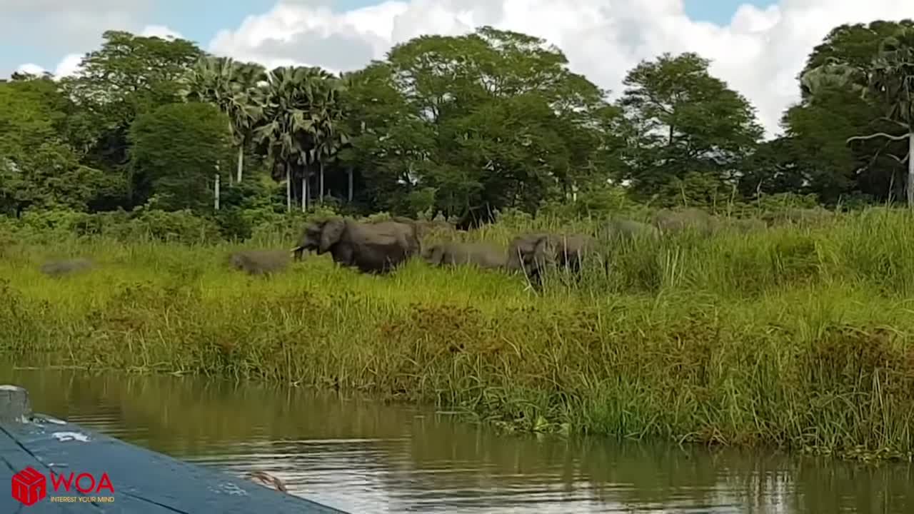 Amazing Elephant Save Baby Elephant From Crocodile / Hunting Fail