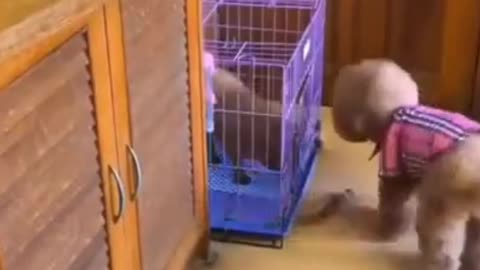 Dog shares food with puppy