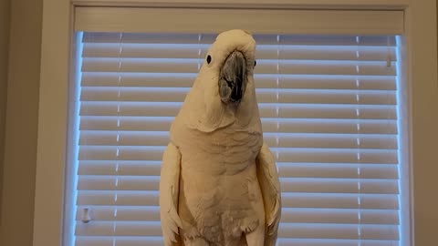 talkative parrot🎤🐦