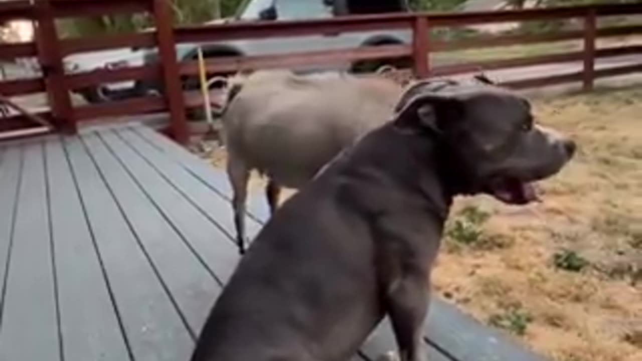 Special friendships