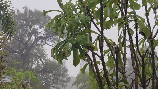 Naturally raing tree looking for rexcing