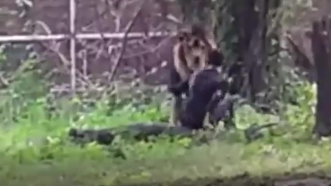 Disturbed man enters the lions’ enclosure at Zoo #crazypeople #Zoo