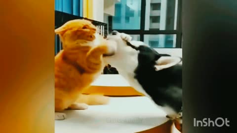 Viral video cats and dogs❤️❤️❤️