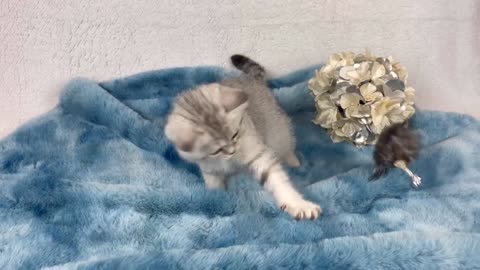 Simon - British Shorthair Black Silver Tabby kitten | Lux paw cattery