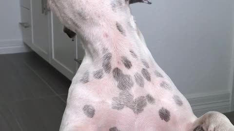 White dog sitting up on bathtub barking