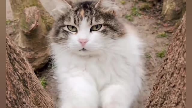 The Best Cat Funny Video